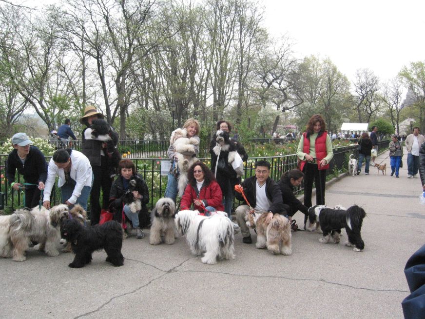 Dog walk for cancer